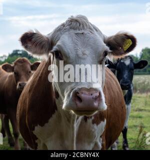 Primo piano della testa della mucca di Hereford nel campo Herefordshire che sta fissando alla telecamera Foto Stock