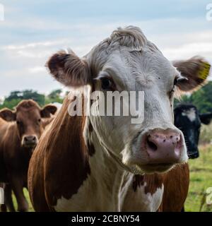 Primo piano della testa della mucca di Hereford nel campo Herefordshire che sta fissando alla telecamera Foto Stock