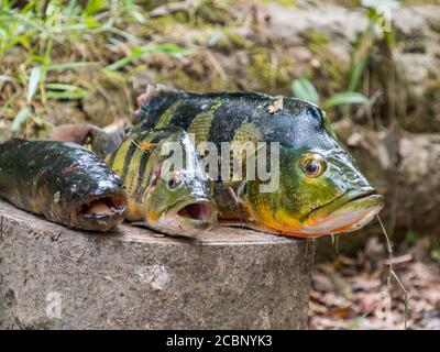 Pesci sudamericani. Nome originale: Peacock Cichlid, Cichla ocellaris. Peacock Bass, famiglia Cichlidae, Amazzonia. Foto Stock