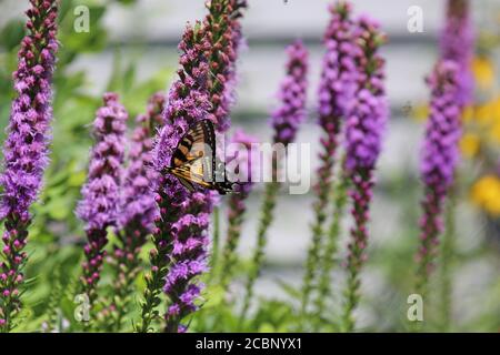 Una farfalla Swallowtail della tigre orientale con le ali parzialmente aperte su un fiore viola di Liatris usando il fuoco selettivo in un giardino in Wisconsin, Stati Uniti Foto Stock