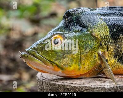 Capo dei pesci sudamericani. Nome originale: Peacock Cichlid, Cichla ocellaris. Peacock Bass, famiglia Cichlidae, Amazzonia. Foto Stock