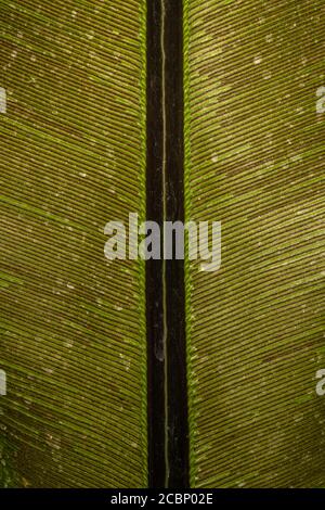 Foglia di Nido d'uccello Fern (Asplenium nidus) Foto Stock