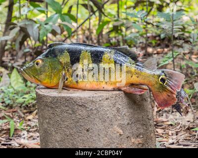 Pesce sudamericano, nome originale: Peacock Cichlid, Cichla ocellaris. Peacock Bass, famiglia Cichlidae, Amazzonia. Foto Stock