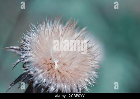 Foto macro di una testa di scimatura del losetto nero Foto Stock