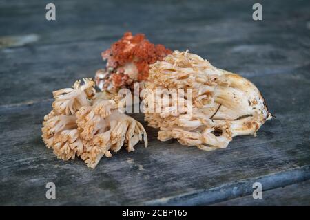 Fungo commestibile Ramaria fava sullo sfondo di una vecchia tavola di legno primo piano. Foto Stock