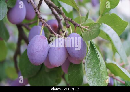 Prugne blu mature fresche su albero in estate Garden.Close-up. Foto Stock