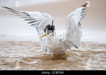 Tern crestato facendo un bagno in acqua frest corrente Foto Stock