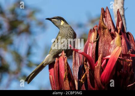 L'occhio di Lewin è appollaiato su una punta di Gymea Lily flower Foto Stock