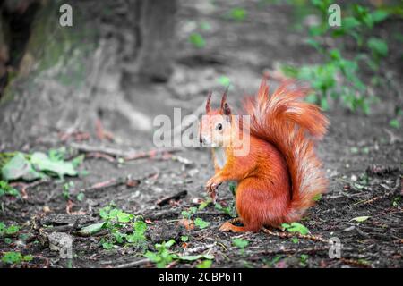 Carino scoiattolo rosso selvaggio mangiare una noce nel parco. Vista ravvicinata Foto Stock