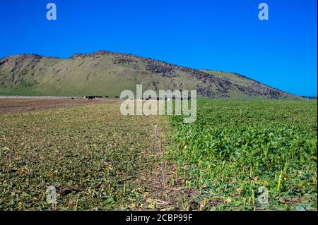 Scene di campagna della Nuova Zelanda: Strip-feeding mucche da latte. Foto Stock