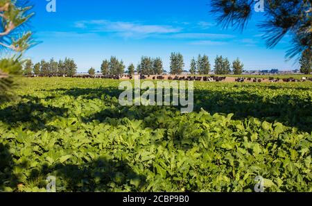 Scene di campagna della Nuova Zelanda: Strip-feeding mucche da latte. Foto Stock