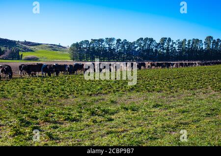 Scene di campagna della Nuova Zelanda: Strip-feeding mucche da latte. Foto Stock