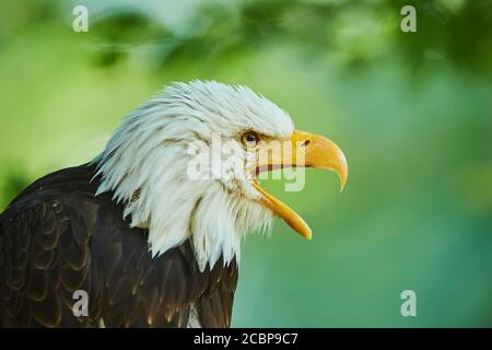 Ritratto di a (Haliaeetus leucofalo), chiamata, prigioniero, Germania Foto Stock