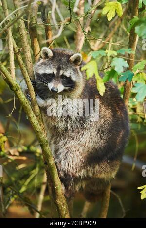 Raccoon (Procyon lotor) che sale in un albero, in cattività, Baviera, Germania Foto Stock