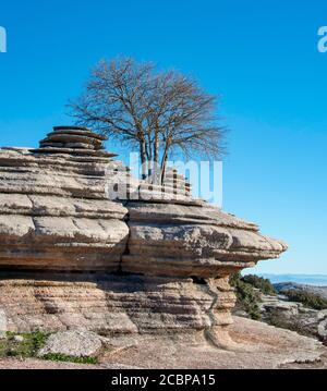 Albero che cresce tra formazioni rocciose calcaree, El Torcal Riserva Naturale, Torcal de Antequera, Provincia di Malaga, Andalusia, Spagna Foto Stock