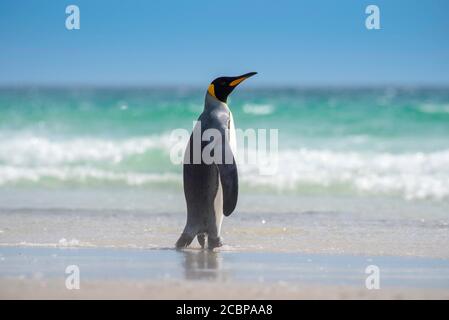Re pinguino (Atenodytes patagonicus), il collo, Isola di Saunders, Isole Falkland, Gran Bretagna, Sud America Foto Stock