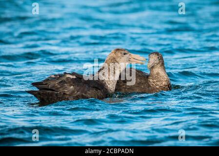 Petrelli giganti meridionali (Macronectes giganteus), Settlement, Saunders Island, Falkland Islands, Regno Unito Foto Stock