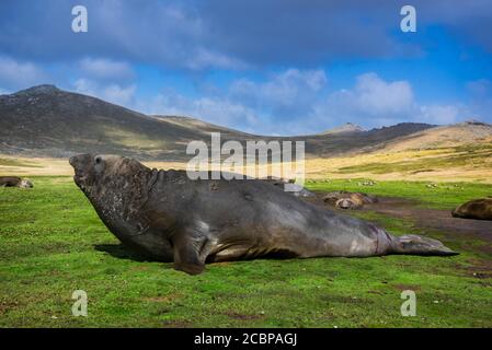 Foca dell'elefante meridionale (Mirounga leonina), isola della carcassa, Isole Falkland, Regno Unito Foto Stock
