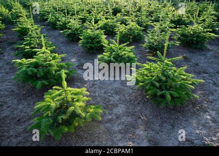 Rimboschimento di abeti di Nordmann come alberi di Natale, Baden-Wuerttemberg, Germania Foto Stock