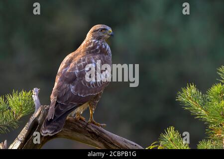 Steppa buzzard (Buteo buteo) seduta su un ramo, Terfens, Tirolo, Austria Foto Stock