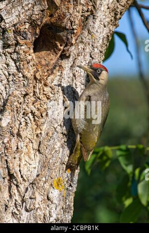 Picchio verde europeo (Picus viridis) di fronte alla sua grotta di allevamento in un albero di noce, Kukmirn, Burgenland, Austria Foto Stock