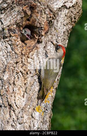 Picchio verde europeo (Picus viridis) di fronte al suo burrone di riproduzione in un albero di noce, da cui si affaccia un uccello quasi voluttente, Kukmirn Foto Stock