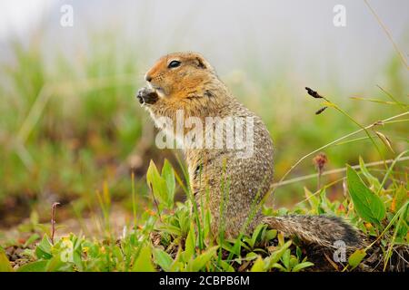 Scoiattolo artico (Spermophilus parryii), mangiare, Denali National Park, Alaska, Stati Uniti Foto Stock