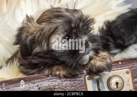 Shih Tzu spettacolo di cucciolo da vecchia valigia, 8 settimane, ritratto, fotografia in studio Foto Stock