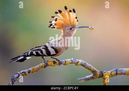 Hoopoe (Upupa epps) con caterpillar come cibo, Middle Elbe Biosphere Reserve, Sassonia-Anhalt, Germania Foto Stock