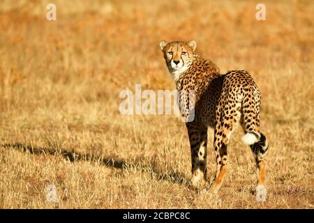 Ghepardo (Acinonyx jubatus), situato in prateria secca, Etosha National Park, Namibia Foto Stock