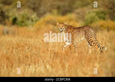 Ghepardo (Acinonyx jubatus), camminando attraverso praterie secche, Etosha National Park, Namibia Foto Stock