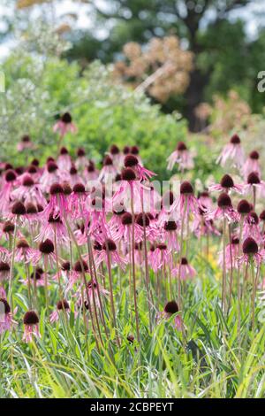 Echinacea pallida. Fiori di coneflowers in un giardino inglese Foto Stock