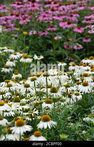 Echinacea purpurea 'White Swan". Coneflowers in un giardino confine. Regno Unito Foto Stock