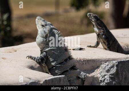 Un paio di grandi Iguanas con coda di Spiny nere nelle rovine Maya pre-ispaniche di Uxmal, Messico. Il maschio, con le grandi spine sulla schiena, è a sinistra Foto Stock