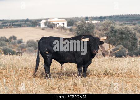 Primo piano di un toro con contrassegno stampato su ITS corpo Foto Stock