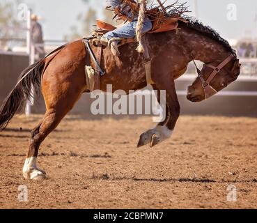 Cavallo da corsa all'Australian Country Rodeo Foto Stock