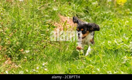 Un cavalier del cane re charles, un cucciolo carino che cerca di catturare i cavalletti Foto Stock