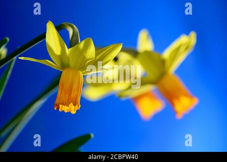 Una foto ravvicinata di un bellissimo daffodil giardino, o fiore di Narcissus (famiglia Amaryllidaceae), giallo brillante. Profondità di campo poco profonda. Foto Stock