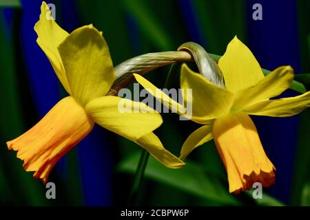 Una foto ravvicinata di un bellissimo daffodil giardino, o fiore di Narcissus (famiglia Amaryllidaceae), giallo brillante. Profondità di campo poco profonda. Foto Stock