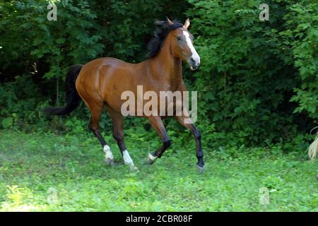 Cavallo andaluso vicino al galoppo lo stabile in corrispondenza del resto Foto Stock