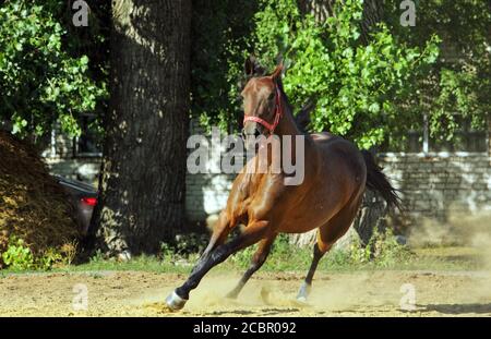 Cavallo andaluso vicino al galoppo lo stabile in corrispondenza del resto Foto Stock