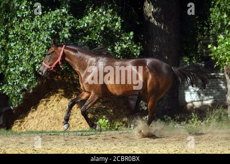 Cavallo andaluso vicino al galoppo lo stabile in corrispondenza del resto Foto Stock