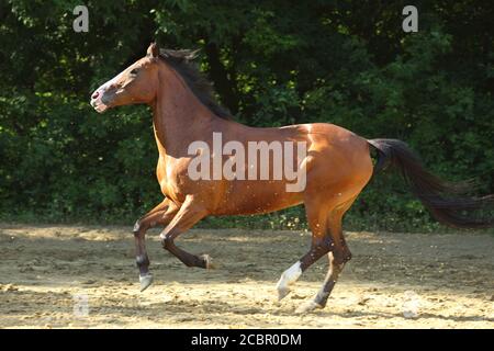 Cavallo andaluso vicino al galoppo lo stabile in corrispondenza del resto Foto Stock