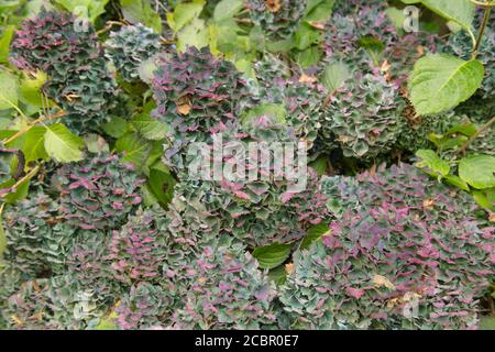 Colori autunnali sui fiori di una cupola di Genziana di Mophead Hydrangea (Hydrangea macrophylla 'Enziandom') in un giardino di Bosco in Devon rurale, Inghilterra, Regno Unito Foto Stock