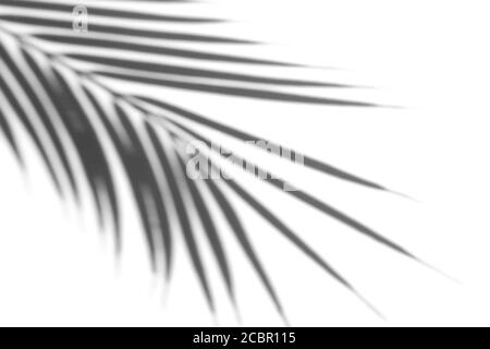 Effetto di sovrapposizione delle ombre per la foto. Ombre da foglie di palma e rami tropicali su una parete bianca alla luce del sole. Foto Stock