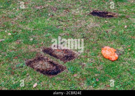 Northampton, Regno Unito, 15 agosto 2020. Una cucciolata residente maschile locale che raccoglie nell'area giochi per bambini di Abington Park. Un gruppo di amici di Abington Park che sono tutti volontari, uscire ogni giorno in tutto il parco cercando di tenerlo in ordine, che è un lavoro senza fine. Credit: Keith J Smith./Alamy Credit: Keith J Smith./Alamy Live News Foto Stock