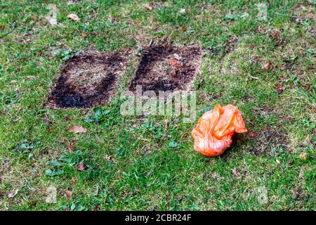 Northampton, Regno Unito, 15 agosto 2020. Una cucciolata residente maschile locale che raccoglie nell'area giochi per bambini di Abington Park. Un gruppo di amici di Abington Park che sono tutti volontari, uscire ogni giorno in tutto il parco cercando di tenerlo in ordine, che è un lavoro senza fine. Credit: Keith J Smith./Alamy Credit: Keith J Smith./Alamy Live News Foto Stock