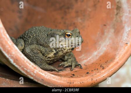 Toad comune (Bufo bufo) seduto in vaso di fiori di argilla, Cambridgeshire, Inghilterra Foto Stock