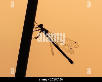 Femmina Willow Emerald damselfly (Chalcolestes viridis) arroccato dal fiume Great Ouse, Cambridgeshire, Inghilterra Foto Stock
