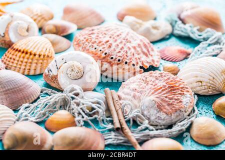 Assortimento di conchiglie su sfondo blu. Spiaggia estiva e concetto di vacanza. Foto Stock